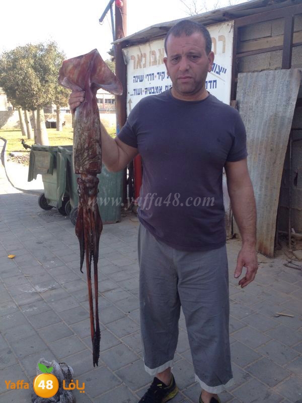 kalmary 3emad katta (4).jpg